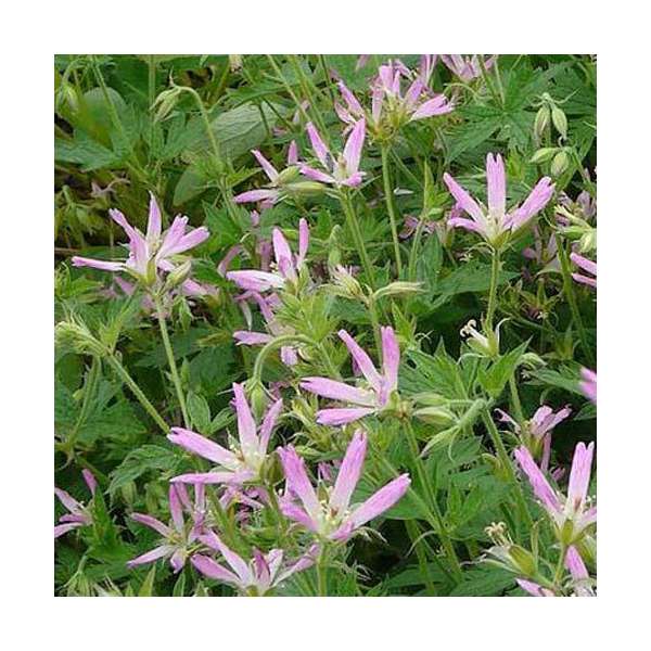 Geranium oxonianum'Sherwood'