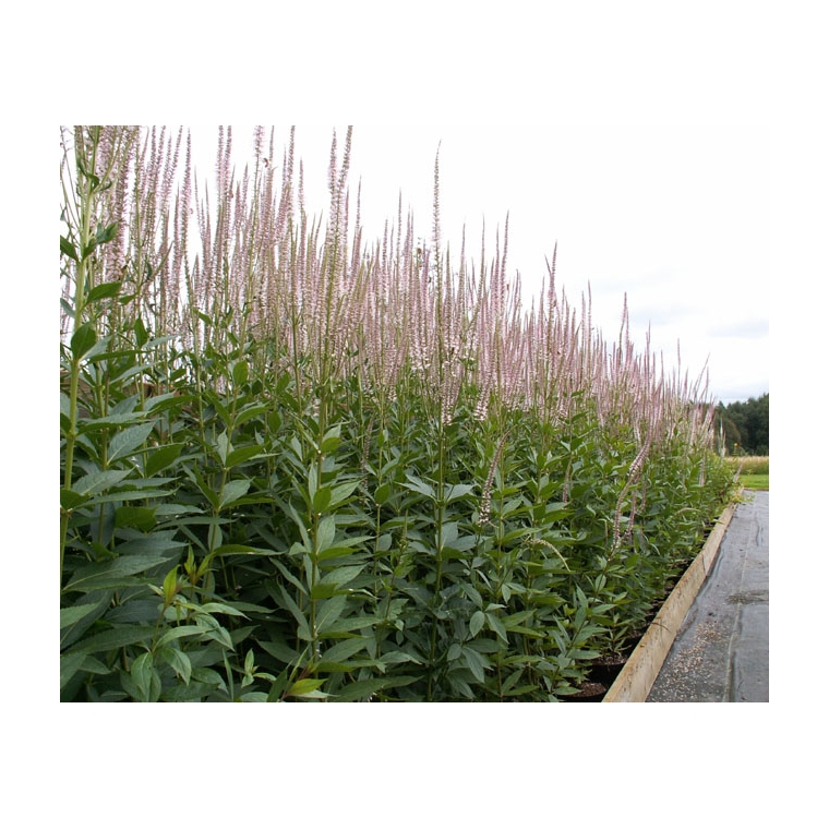 Veronicastrum virginicum'Roseum'