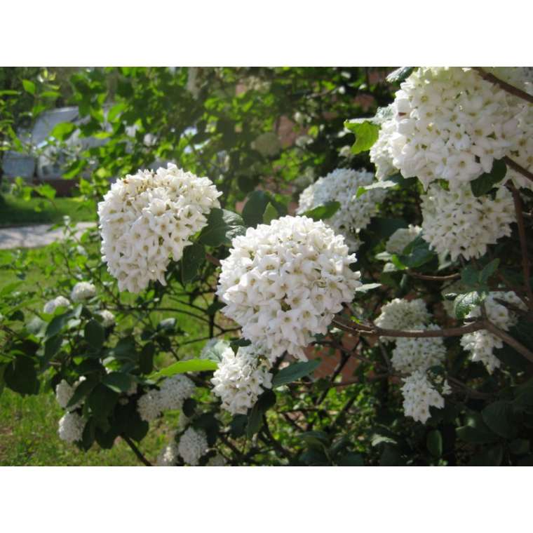 Viburnum burkwoodii 