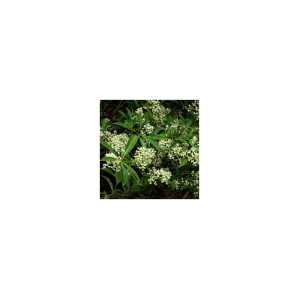 Viburnum henryi 
