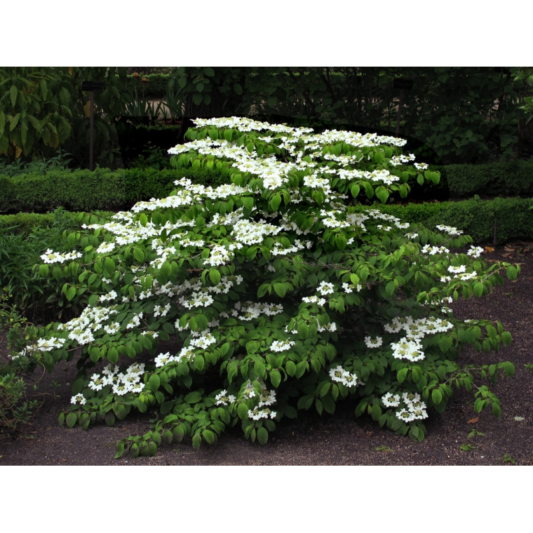 Viburnum plicatum'Mariesii' 