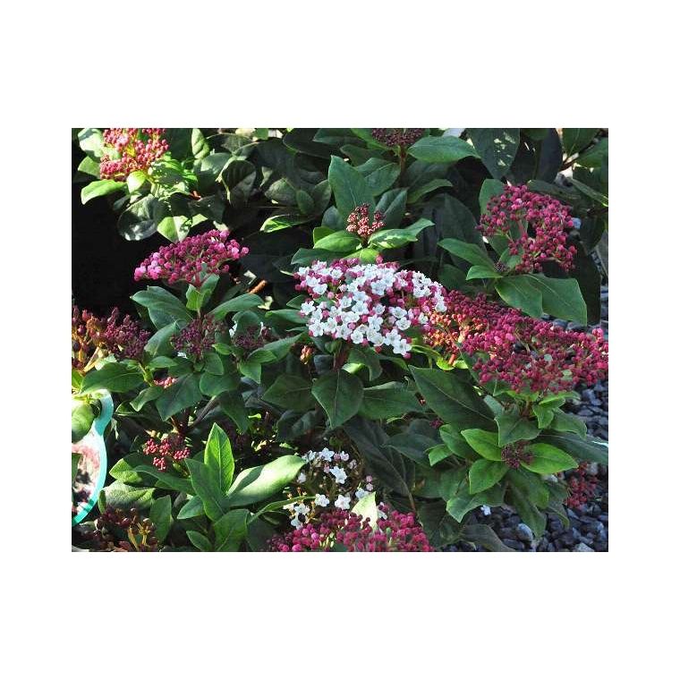 Viburnum tinus'Gwenllian' 