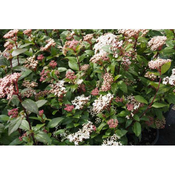 Viburnum tinus'Spirit' 