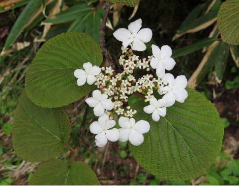 Viburnum furcatum 