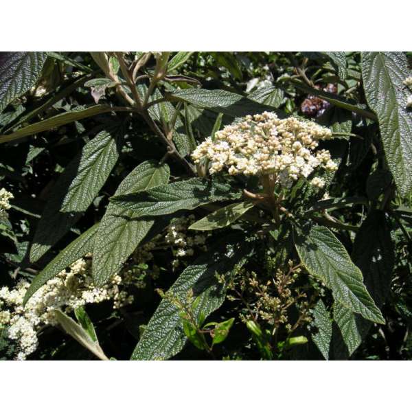 Viburnum rhytidophyllum 