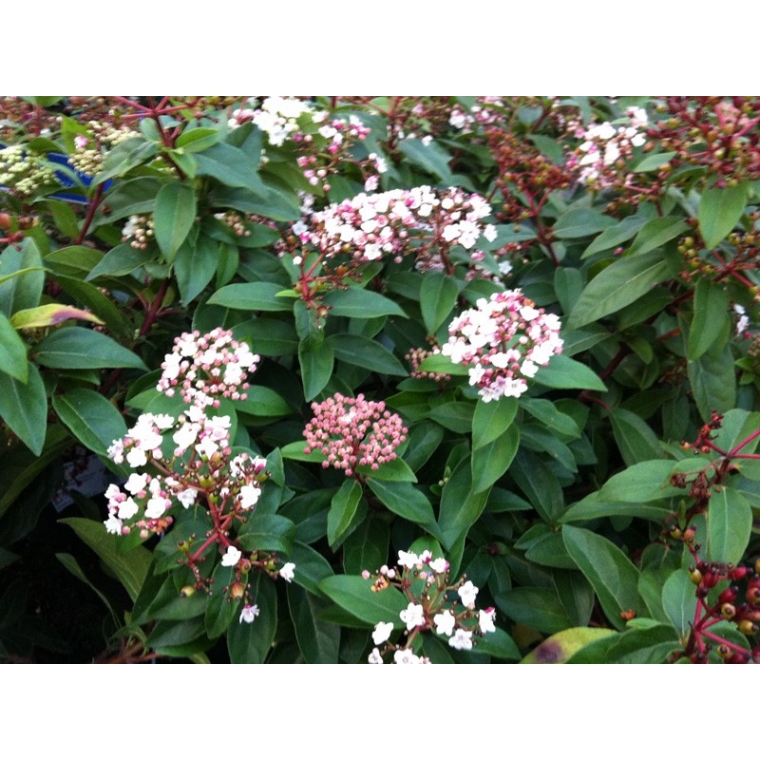 Viburnum tinus'Eve Price' 