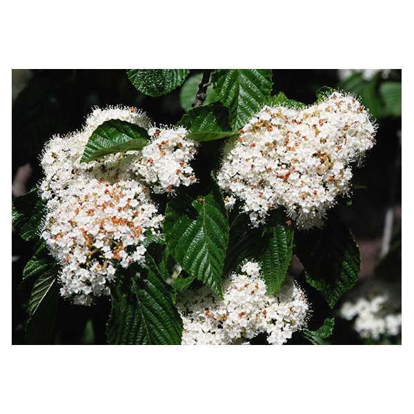 Viburnum dilatatum'Cardinal Candy' 