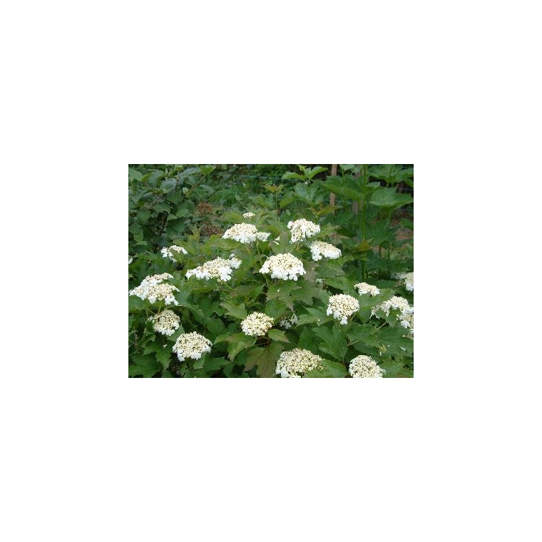 Viburnum opulus'Compactum' 