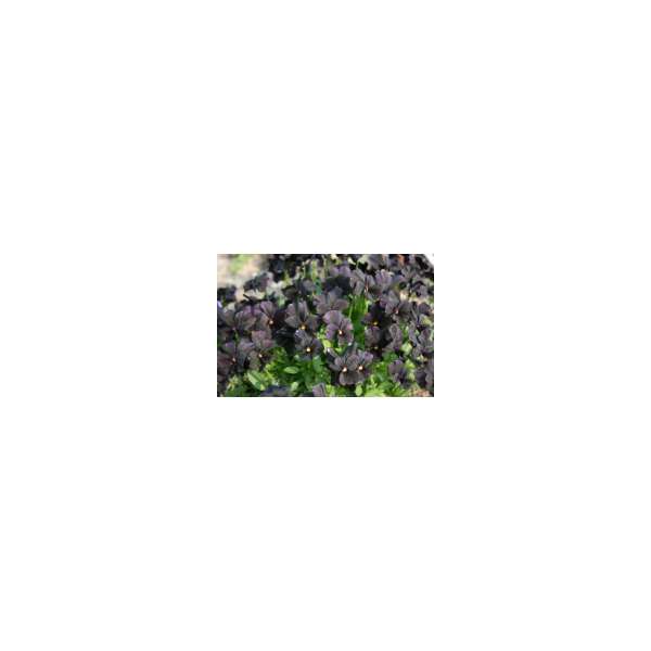 Viola cornuta'Molly Sanderson'