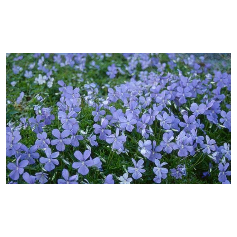 Viola cornuta'Boughton Blue'