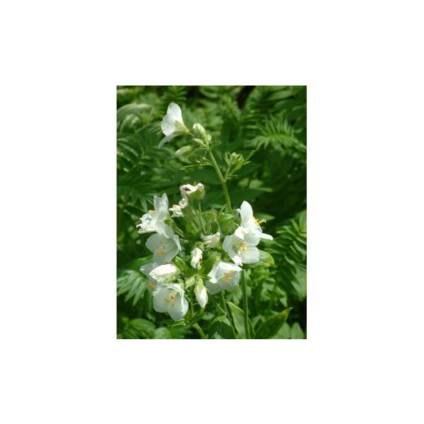 Polemonium reptans'Virginia White'