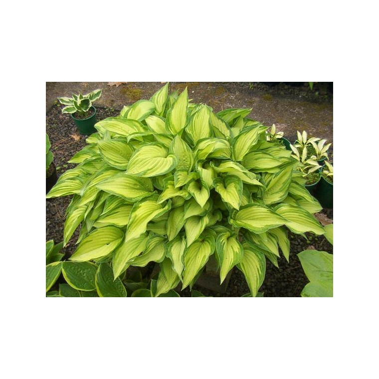 Hosta'Fortunei Albopicta'