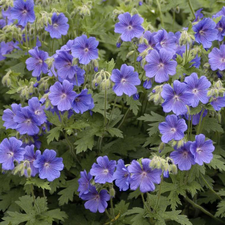Geranium'Daily Blue'