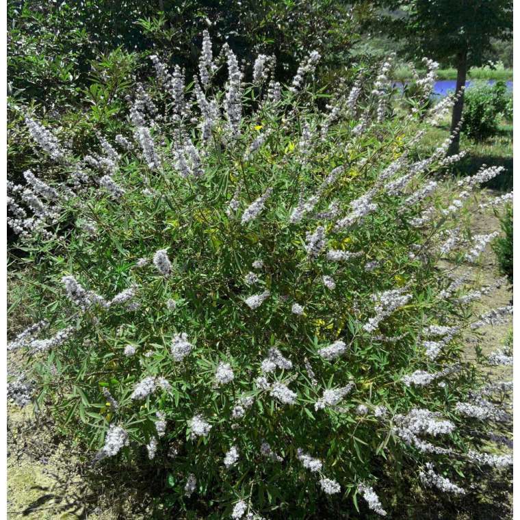 Vitex agnus-castus'Alba' 