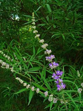 Vitex'Daniel Searle' 