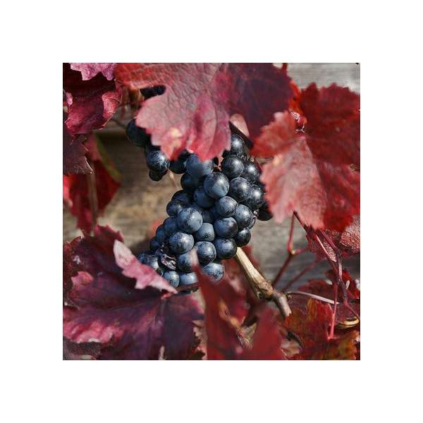 Vitis vinifera'Purpurea' 