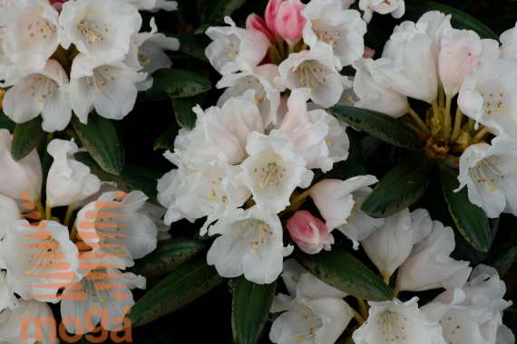 Rhododendron yakushianum'Edelweiss' 