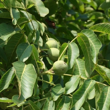 Juglans regia'Buccaneer' 