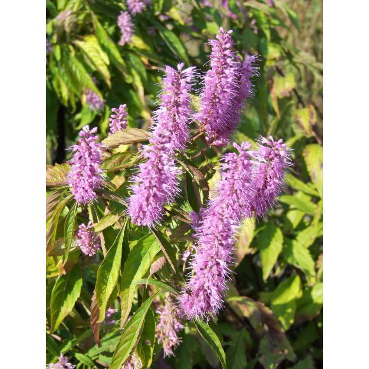 Elsholtzia stauntonii 