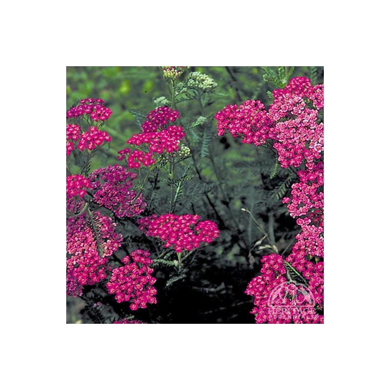 Achillea millefolium'Cerise Queen'