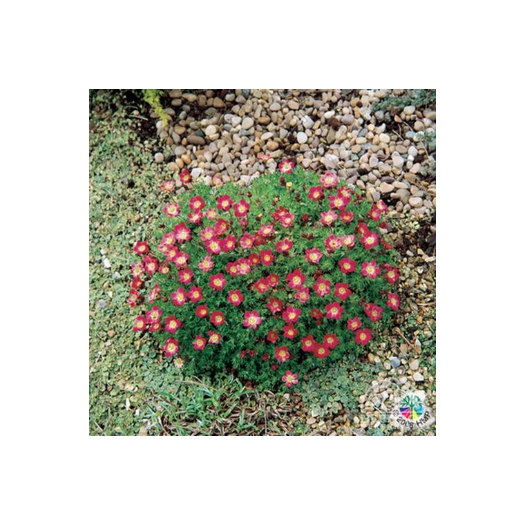 Saxifraga'Peter Pan'