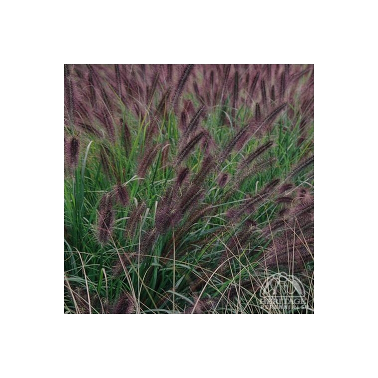 Pennisetum alopecuroides'Moudry'