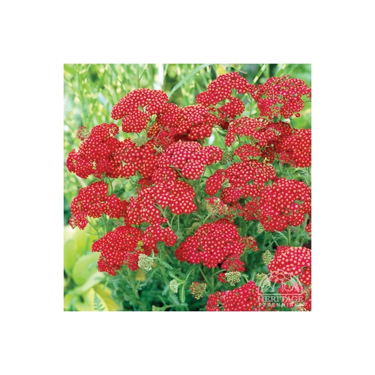 Achillea millefolium'Red Velvet'