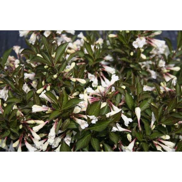 Weigelia florida'Black and White' 