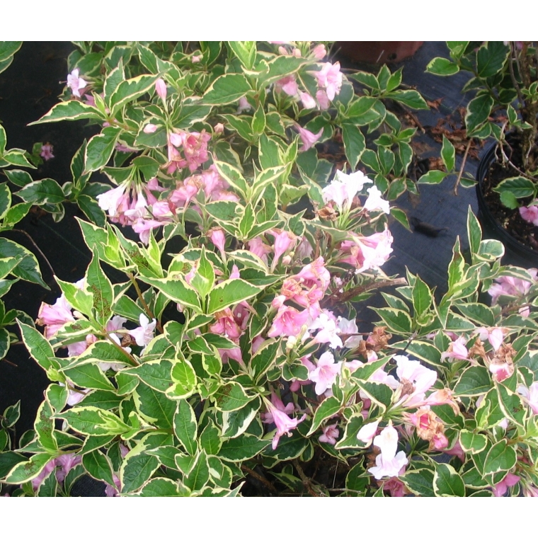 Weigelia florida'Nana Variegata' 