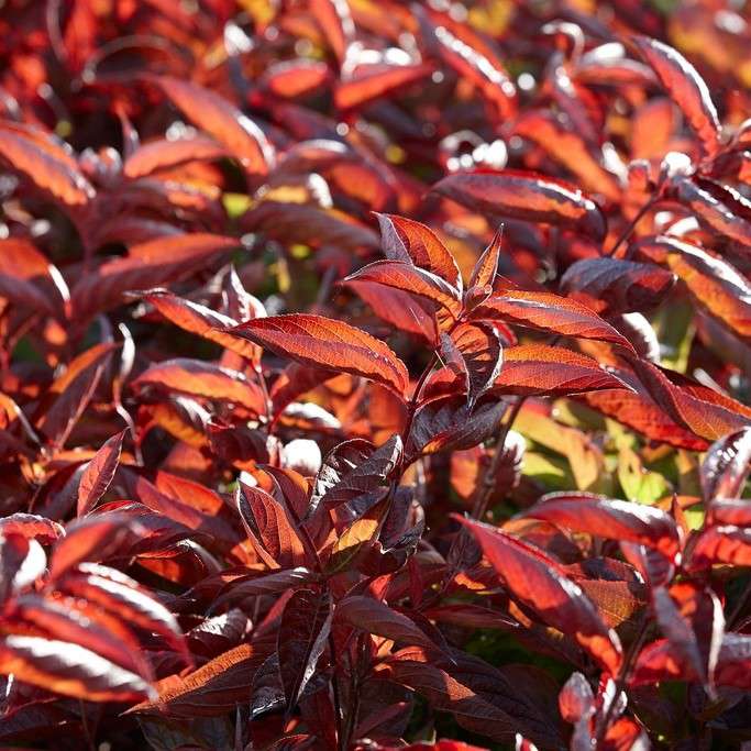 Weigelia florida'Wings of Fire' 