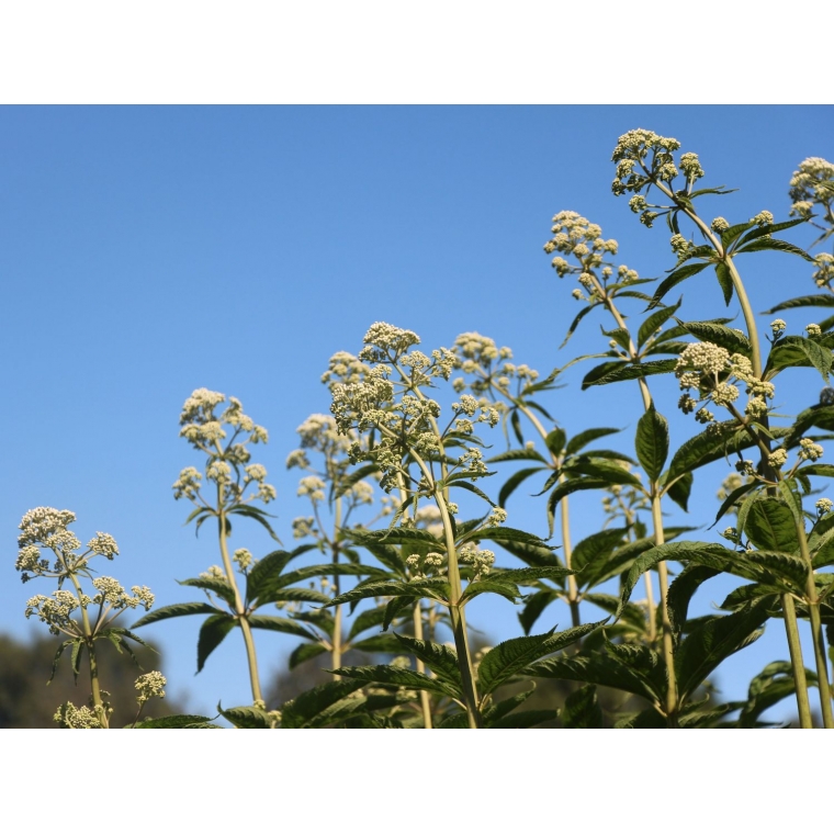 Eupatorium fistulosum'Bartered Bride' 