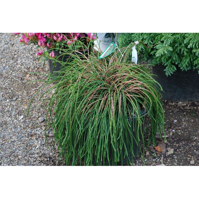 Thuja plicata'Whipcord' 