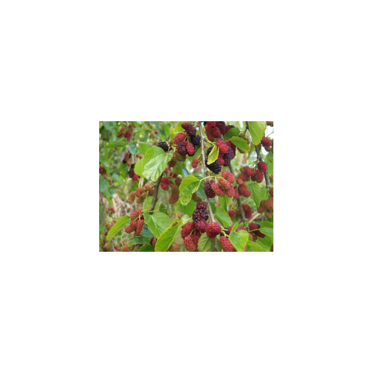 Morus alba'Issai' dakvorm 