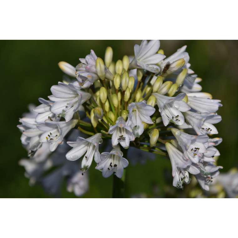 Agapanthus'White Beetle' 
