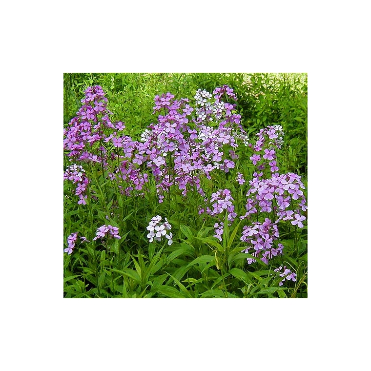 Hesperis matronalis