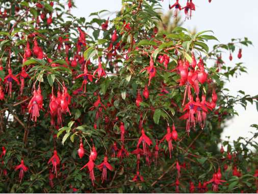 Fuchsia hybride'Riccartonii'
