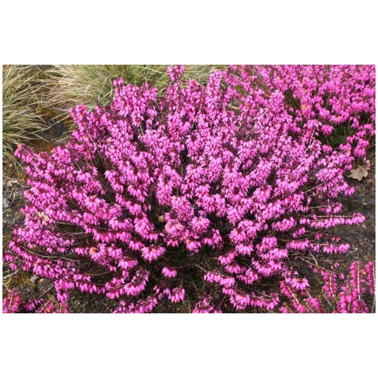 Erica carnea'Wintersonne' 
