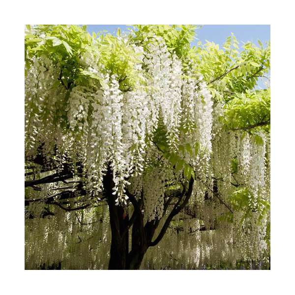 Wisteria brachybotrys'Shiro Kapitan' 