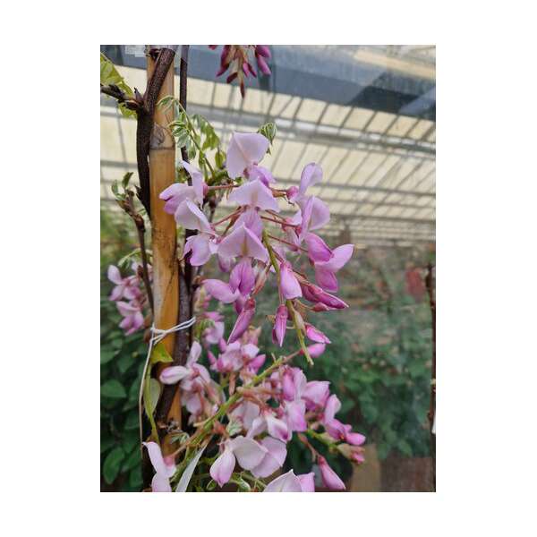 Wisteria brachybotrys'Showa-beni' 
