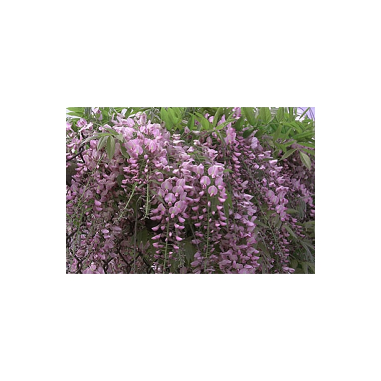 Wisteria floribunda'Honbeni' 