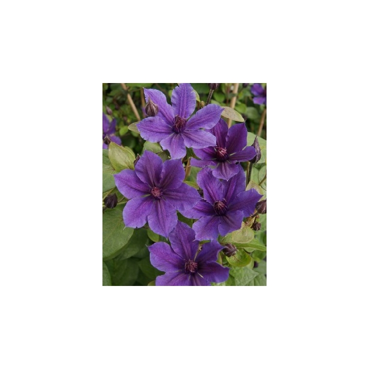 Clematis'Mon Amour' 