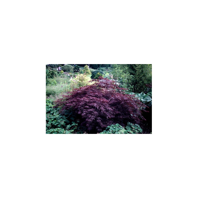 Acer palmatum'Garnet' 