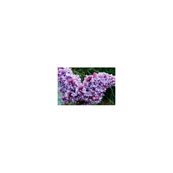 Syringa vulgaris'Katherina Havermeyer' 