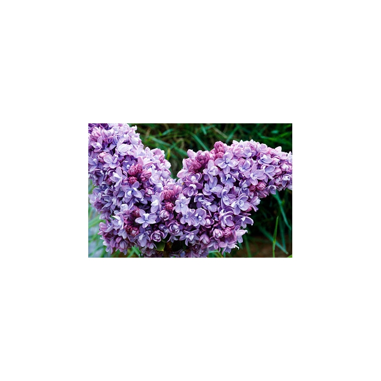 Syringa vulgaris'Katherina Havermeyer' 