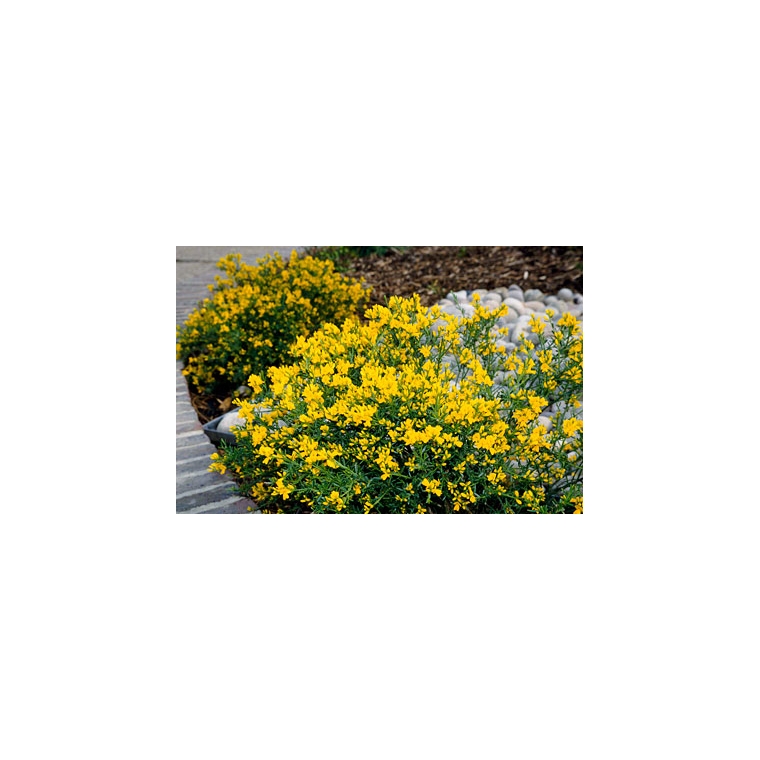 Genista lydia 