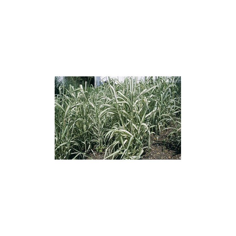 Phalaris arundinacea'Picta'