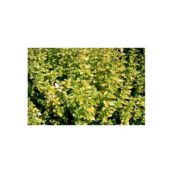 Origanum vulgarum'Aureum'
