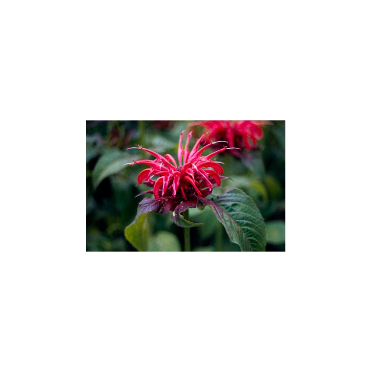 Monarda'Adam'