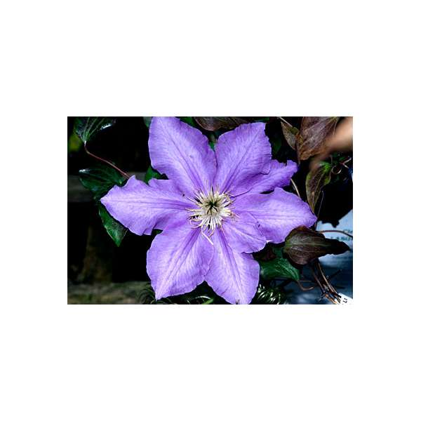 Clematis'Lasurstern' 