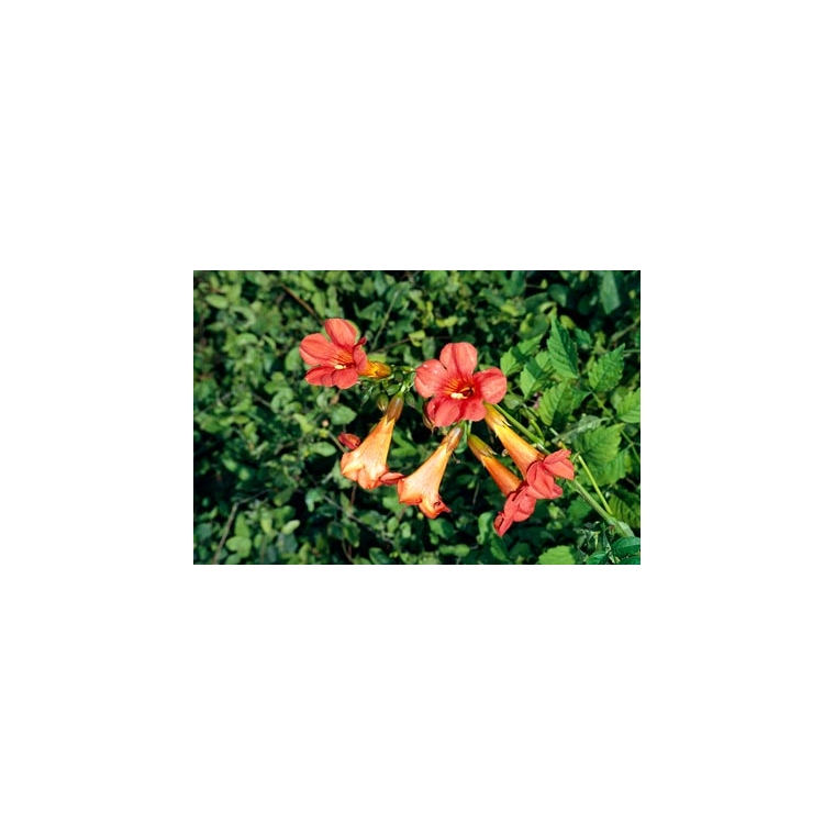 Campsis tagliabuana'Mme Galen 